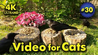 4K TV For Cats | Pretty Petunias | Bird and Squirrel Watching | Video 30