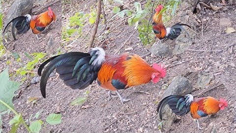 Gà rừng mã vàng gọi gà giải nhất cực xong.qaib qus cuab tuaj zoo heev li nawb 