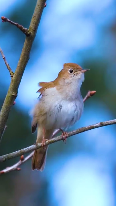 SUARA INDAH BURUNG SIKATAN LONDO ATAU NIGHTINGALE GACOR DI ALAM  #birds #sikatanlondo #nightingale