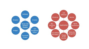 Yeast Display Technology - Creative Biolabs