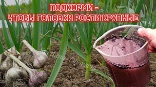 ЧЕМ ПОДКОРМИТЬ ОЗИМЫЙ ЧЕСНОК,ЧТОБЫ ГОЛОВКИ РОСЛИ КРУПНЫМИ.