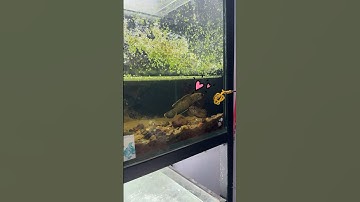 Cặp vợ chồng cá lóc vây xanh Ninh Bình.  #pets