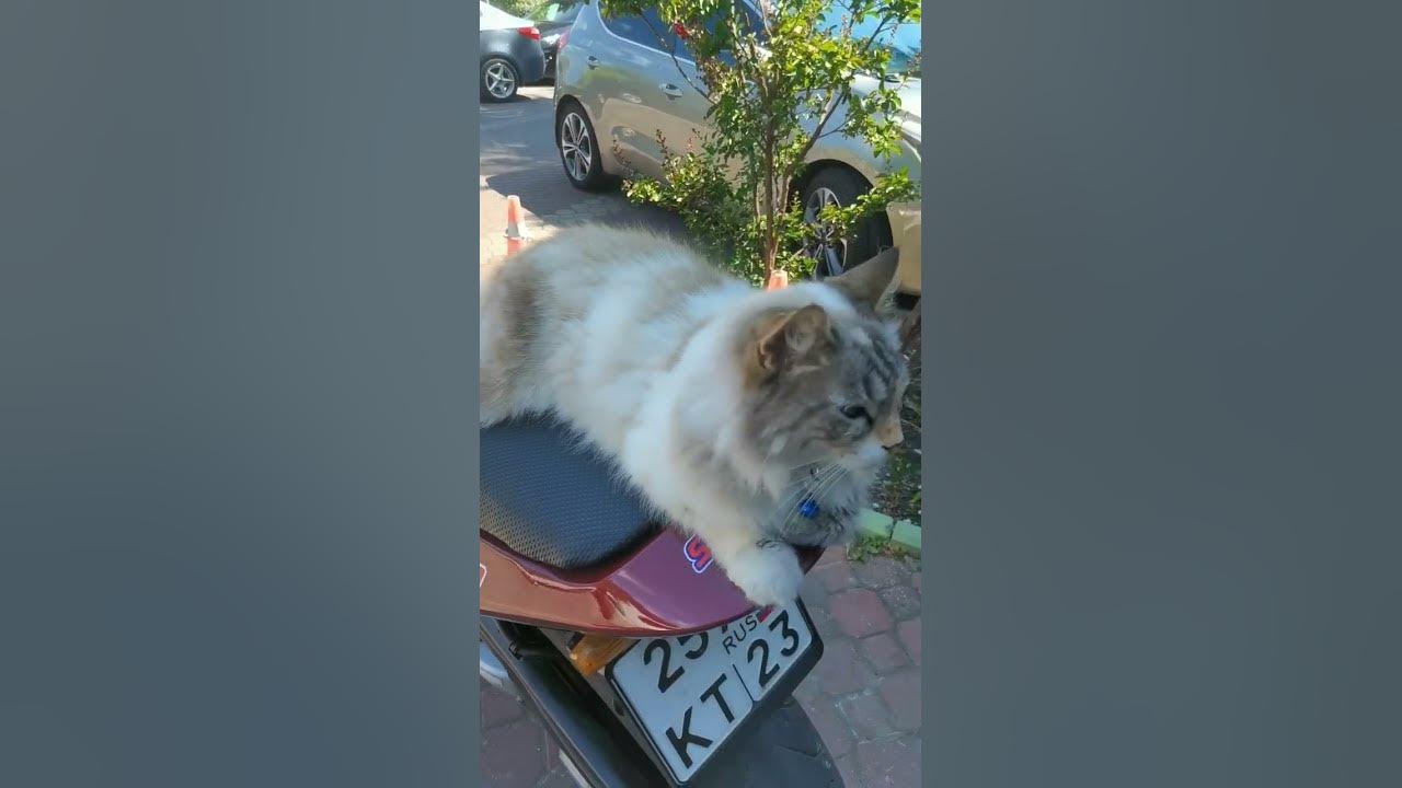 Глеб мохнатый байкер чего