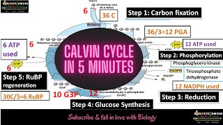 Calvin Cycle Light Independent Reaction or C3 Cycle of Photosynthesis  5 Minutes