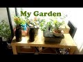My Indoor Garden Tour