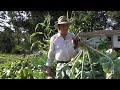 Rutabaga From The Victory Garden