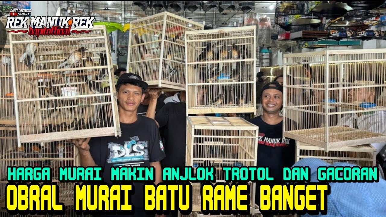 OBRAL MURAI BATU RAME BANGET !!! HARGA MURAI MAKIN ANJLOK TROTOL DAN GACORAN