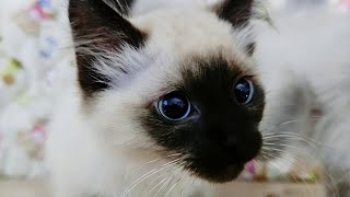 Siamese and Balinese Cats are Inseparable BFFs!