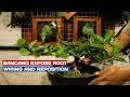 Reposition Sancang Expose Root!!