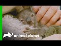 Raising an Orphaned Koala Joey (Part 1) | The Zoo: San Diego