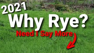 Why Plant Rye in a Whitetail Food Plot