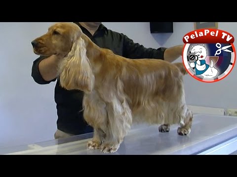 Vídeo: Com Tallar Un Cocker Spaniel