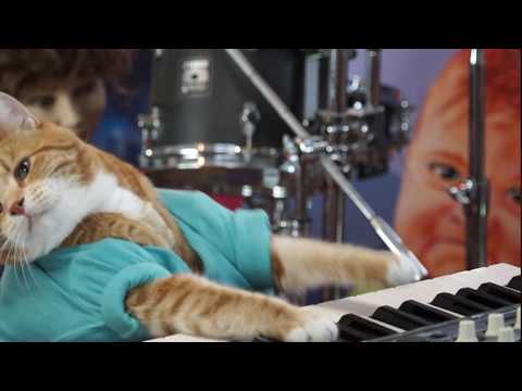 keyboard-cat-makes-your-day!