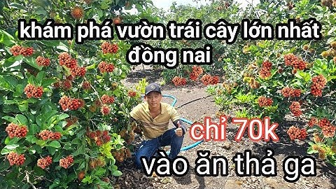 KHÁM PHÁ VƯỜN TRÁI CÂY ĐỦ LOẠI LỚN NHẤT ĐỒNG NAI / CHỈ 70K VÀO ĂN THẢ GA / vườn trái cây út tiêu
