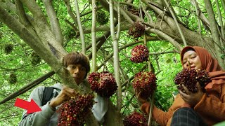 Mempertaruhkan Nyawa Demi Memetik Anggur Hutan Yg Sangat Langka Ditebing Jurang