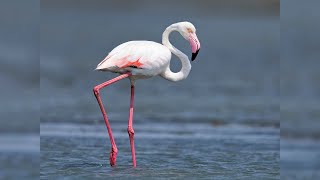 Flamingo Passaros do Brasil