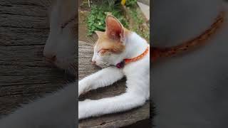 Kucing #kitti #cute #cat