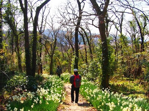 水仙薫る♪　南房総里山ハイキング　道の駅富楽里とみやま～平久里　Narcissus is fragrant♪ Minami Boso village hiking.