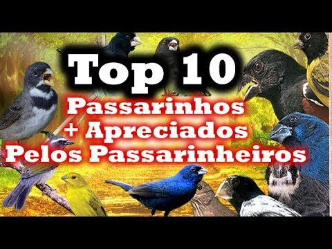 Top 10 passarinhos mais apreciados pelos Brasileiros