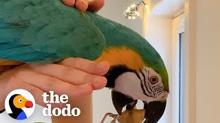 Parrot Kept In A Cage Learns How To Fly  | The Dodo Faith = Restored