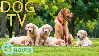 DOG TV: Best Videos Boredom-Free for Dogs to Watch All Day When Home Alone - Relaxing Music for Dogs screenshot 1