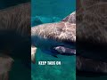 How Scientists Track Dolphins & Whales Using Their “Fingerprints”