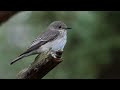 Spotted Flycatcher 1h Bird Sound Spotted Flycatcher 1h Bird Sound