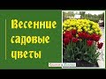 Какими цветами любуюсь весной в саду?