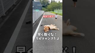 靴を取られて涙…でも最後は仲直り🐶 #ゴールデンレトリバー #大型犬 #犬 #犬のいる暮らし #面白い