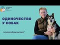 Почему собаки скучают одни? Как избежать страха одиночества у собаки?