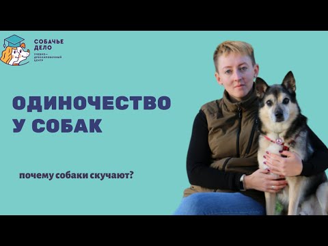 Видео: Как бороться с собаками, которые лают, когда остаются одни