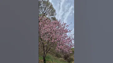 선녀와나무꾼ᆢ이찬원 