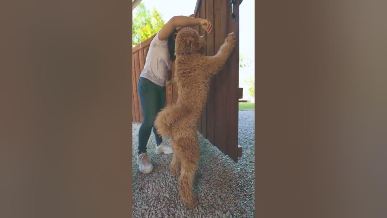 How to Teach Your Dog to Close Doors shorts YouTube