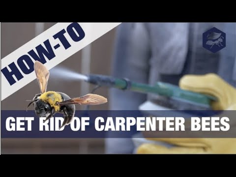 getting rid of carpenter bees