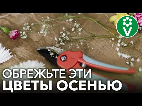 Видео: Вы урезаете монашество осенью?