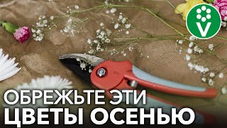 КАКИЕ МНОГОЛЕТНИКИ СТОИТ ОБРЕЗАТЬ ОСЕНЬЮ, а какие лучше вообще не обрезать?