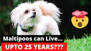 25 Astonishing Facts about Maltipoo (Maltese Poodle Mix-Breed) [6th will Shock You] by Little Paws Training 1,129 views 11 months ago 6 minutes, 19 seconds