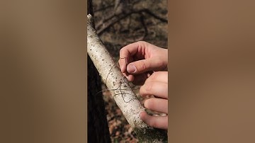 How To Make A Squirrel Pole Snare Trap
