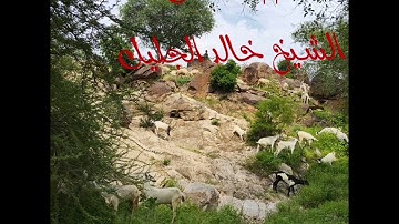 سورة النحل الشيخ خالد الجليل #القرآن_الكريم #اليمن #السعودية #سورة_النحل 