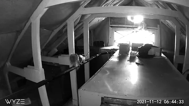 Squirrels Playing in the Attic