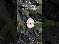ハマダンゴムシ 団子からの復活 #磯遊び