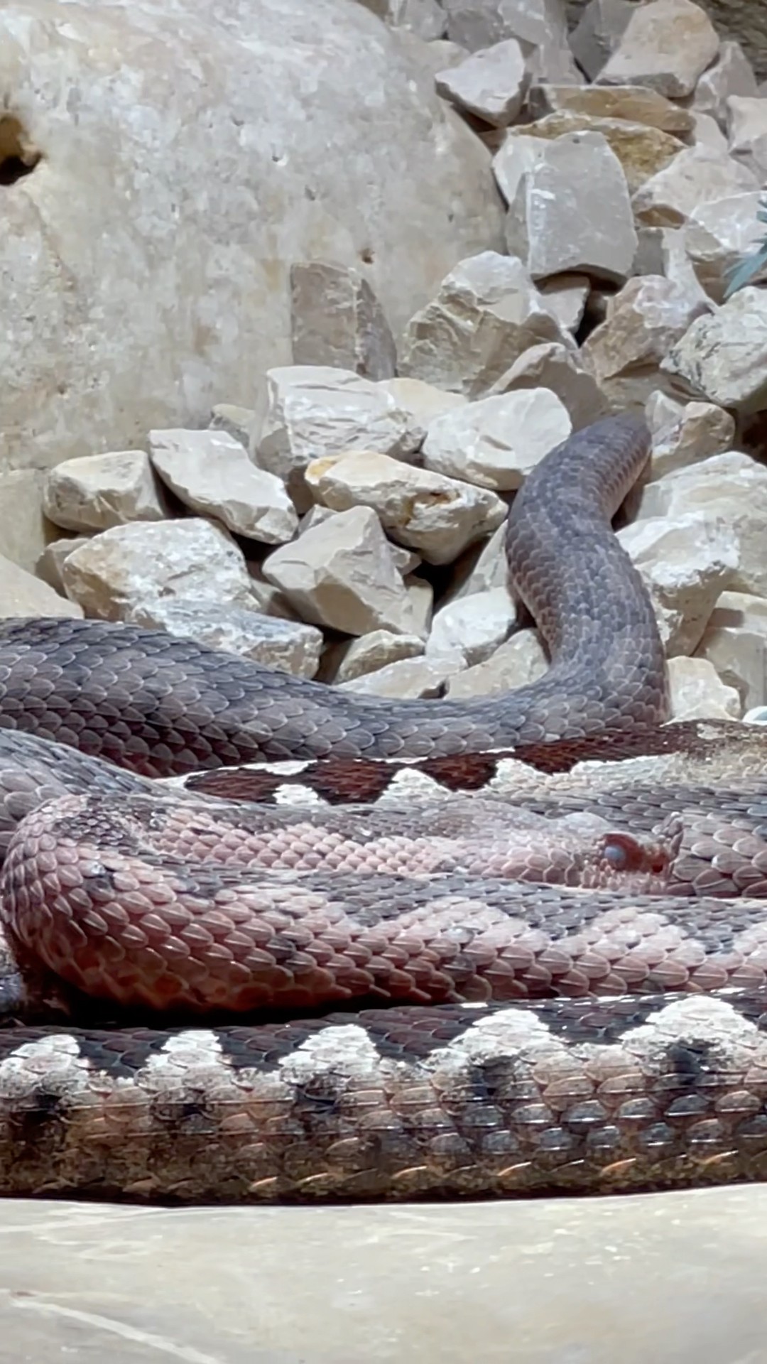 Snake Ready For The Action