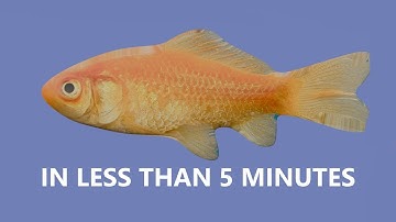 How to create a gold fish in Blender Tutorial