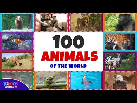 Let's Learn The Baby Animals Names | Teaching Fun Facts About Baby Animals  for Children - YouTube