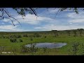 🔴 LIVE African Safari | 6 Maasai Mara Wildlife Cameras | Kenya 24/7