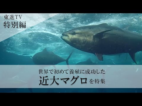 【世界初】近畿大学がマグロの養殖に成功できた秘密に迫る（東進TV）