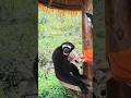 suara siamang