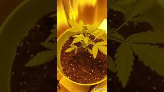 2 New girls Germinated and some LST training!