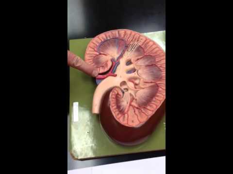Labeling parts of the kidney - YouTube