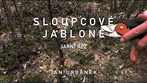 Kdy sklízet jabloně?
